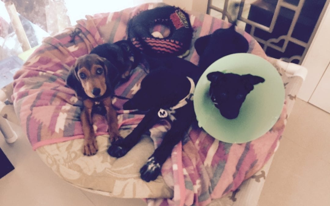 2016 12/11 捕夢網與簡易狗玩具編織 Jia-Xin’s Solstice Dreamcatcher & Puppy Chew Toys