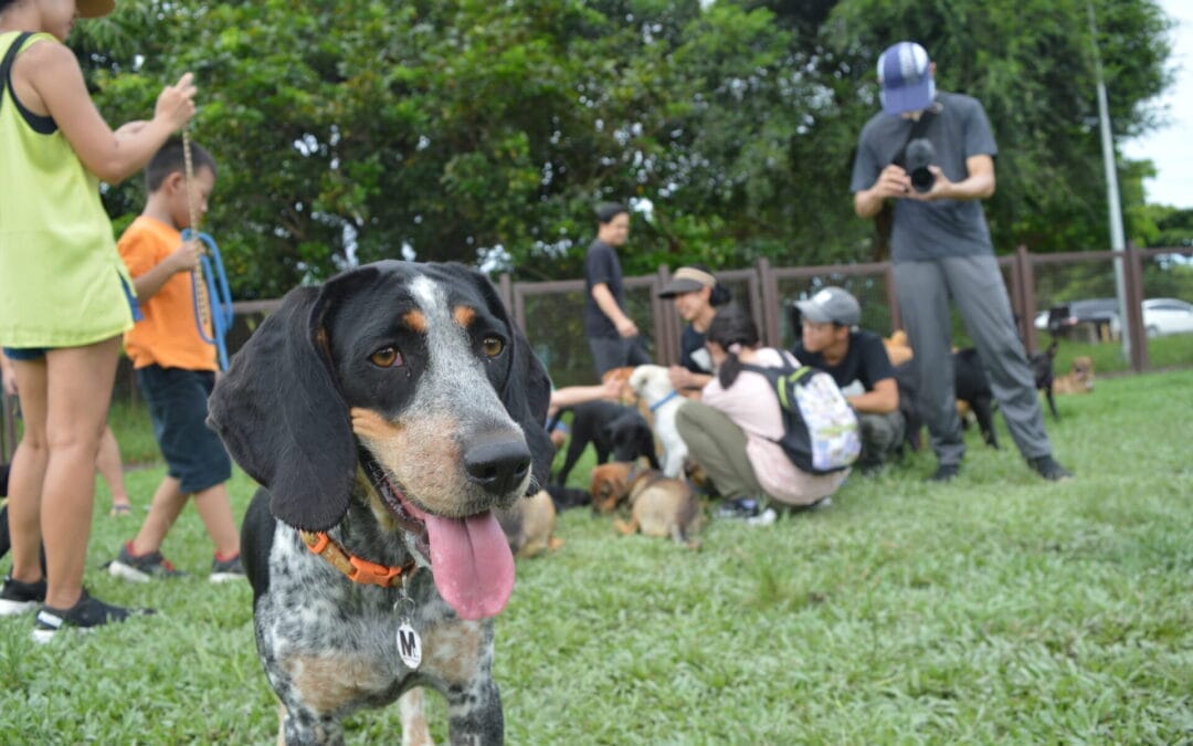 [作品分享] 2023/9/9 【藝術，讓愛發聲】穿越景框，讓愛顯影 Paws & Pixels Ⅲ