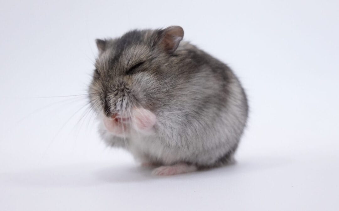 Helping Hands –台灣愛鼠協會 Rodentscare Taiwan